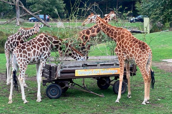 Impressionen aus dem Serengeti-Park