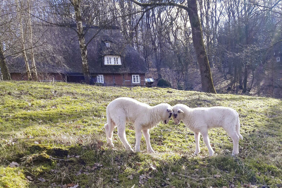 m Museum werden auch alte Tierrassen gehalten, hier sind zwei Bentheimer Landschafe zu sehen