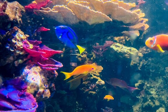 Faszinierende Unterwasserwelten gab es im Sea Life in München zu bestaunen Faszinierende Unterwasserwelten gab es im Sea Life in München zu bestaunen