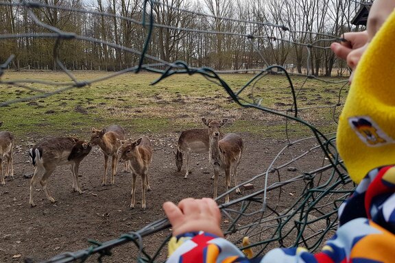 Blick in das Dammwild-Gehege