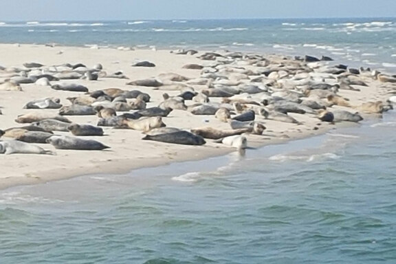 Aus dem Boot heraus konnte man die Seehunde gut beobachten.