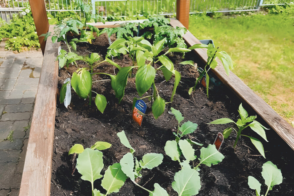 Neu bepflanztes Hochbeet im Hintergarten Neu bepflanztes Hochbeet im Hintergarten