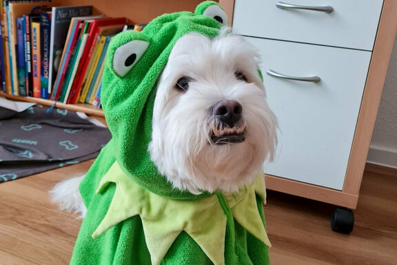 Tierischer „Co-Pädagoge" mit Kostüm