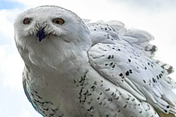 ... bei der unter anderem eine Schneeeule zu sehen war