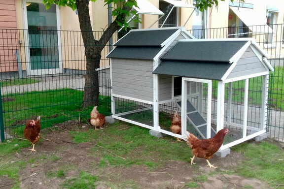 Die Hühner haben sich schon gut eingelebt Die Hühner haben sich schon gut eingelebt