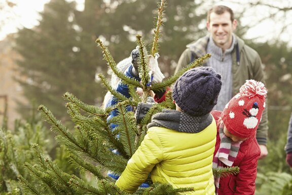 Symbolfoto Weihnachtsbaumschlagen © Monkey Business/Adobe Stock  