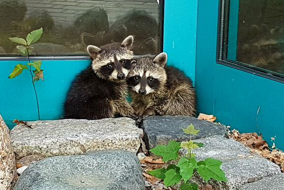 Zwei tierische Besucher