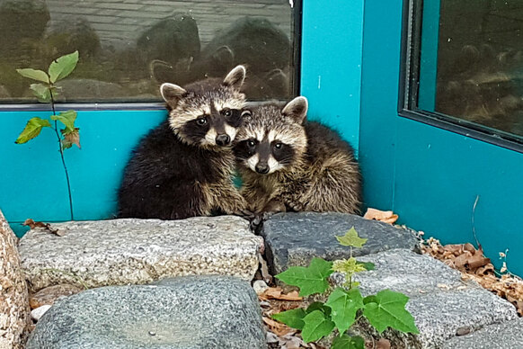 Zwei tierische Besucher Zwei tierische Besucher