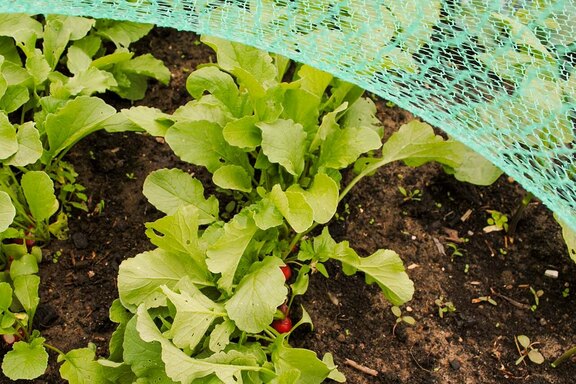 Impressionen vom Hochbeet