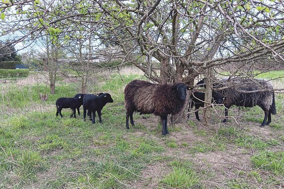 Gerne erzählt Nick etwas über das Rauwollige Pommersche Landschaf
