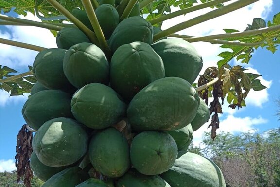 Impressionen aus der Arbeit in Brasilien