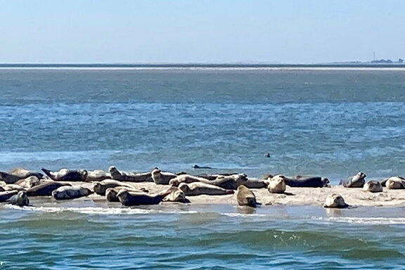 Die Seehundbänke waren ein Highlight
